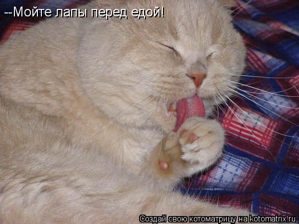 --Мойте лапы перед едой!... Котоматрица: --Мойте лапы перед едой!