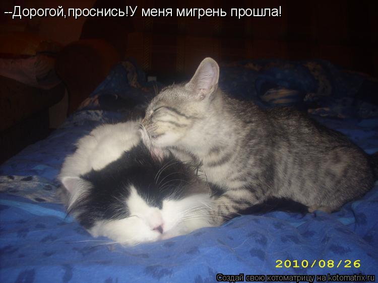 --Дорогой,проснись!У меня мигрень прошла!... Котоматрица: --Дорогой,проснись!У меня мигрень прошла!