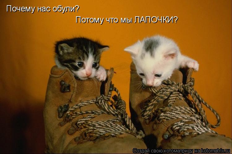 Почему нас обули? Потому что мы ЛАПОЧКИ?... Котоматрица: Почему нас обули? Потому что мы ЛАПОЧКИ?