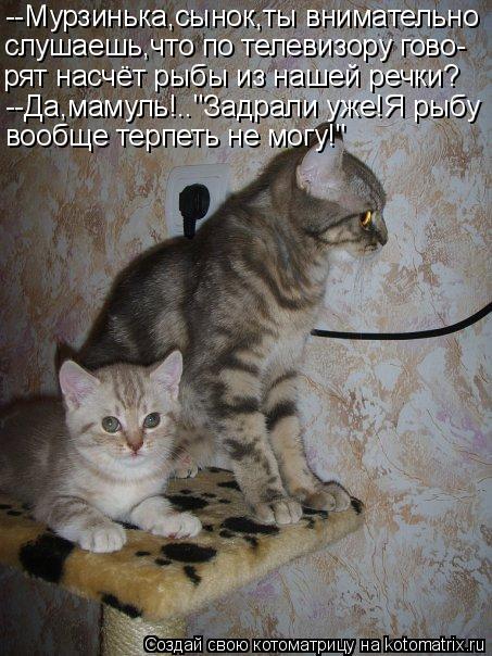 --Мурзинька,сынок,ты внимательно слушаешь,что по телевизору гово- рят насчёт рыбы из нашей речки? --Д... Котоматрица: --Мурзинька,сынок,ты внимательно слушаешь,что по телевизору гово- рят насчёт рыбы из нашей речки? --Да,мамуль!.."Задрали уже!Я рыбу вообще терп