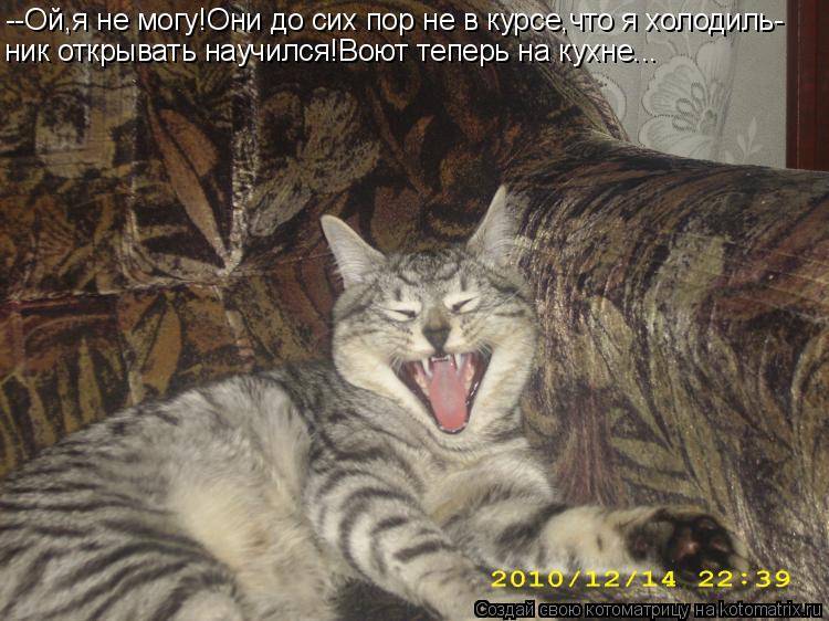 --Ой,я не могу!Они до сих пор не в курсе,что я холодиль- ник открывать научился!Воют теперь на кухне.... Котоматрица: --Ой,я не могу!Они до сих пор не в курсе,что я холодиль- ник открывать научился!Воют теперь на кухне...