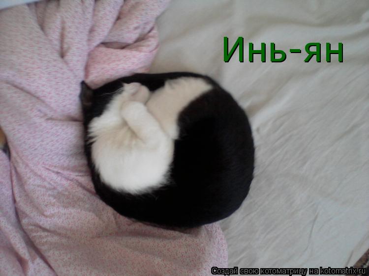 Инь-ян Инь-ян... Котоматрица: Инь-ян Инь-ян