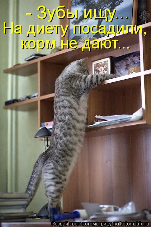 - Зубы ищу... На диету посадили, корм не дают...... Котоматрица: - Зубы ищу... На диету посадили, корм не дают...