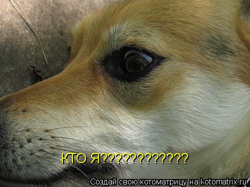 КТО Я????????????... Котоматрица: КТО Я????????????