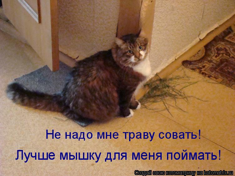 Не надо мне траву совать! Лучше мышку для меня поймать!... Котоматрица: Не надо мне траву совать! Лучше мышку для меня поймать!