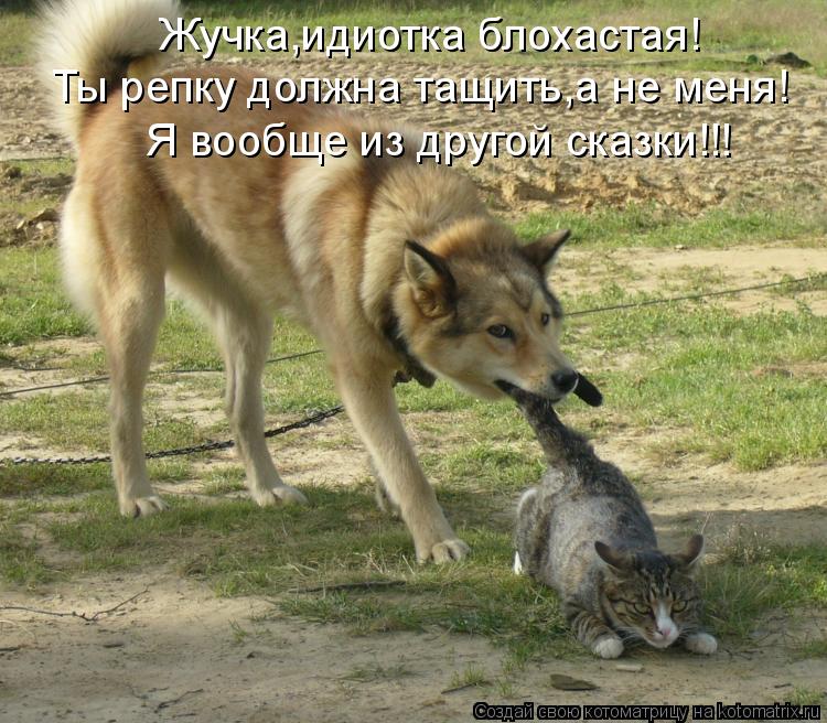 Жучка,идиотка блохастая! Ты репку должна тащить,а не меня! Я вообще из другой сказки!!!... Котоматрица: Жучка,идиотка блохастая! Ты репку должна тащить,а не меня! Я вообще из другой сказки!!!