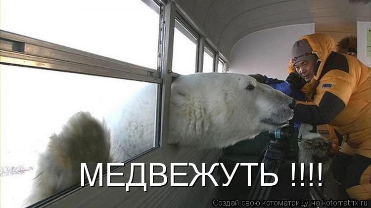 МЕДВЕЖУТЬ !!!!... Котоматрица: МЕДВЕЖУТЬ !!!!
