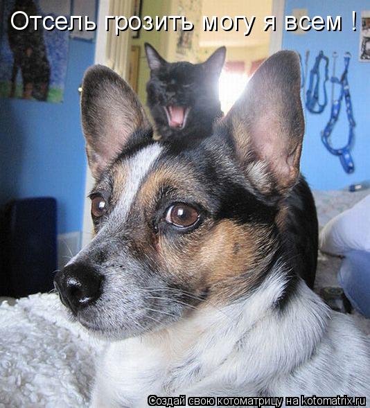 Отсель грозить могу я всем !... Котоматрица: Отсель грозить могу я всем !