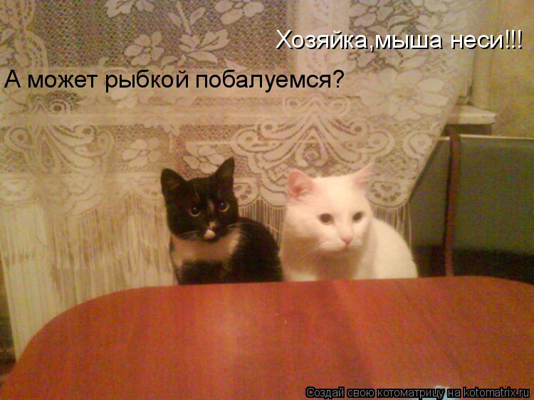 Хозяйка,мыша неси!!! А может рыбкой побалуемся?... Котоматрица: Хозяйка,мыша неси!!! А может рыбкой побалуемся?