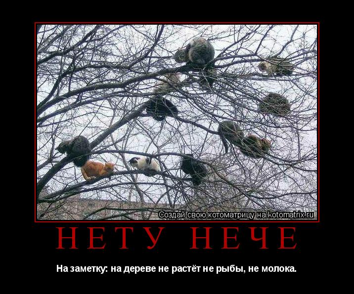 Нету нечё На заметку: на дереве не растёт не рыбы, не молока.... Котоматрица: Нету нечё На заметку: на дереве не растёт не рыбы, не молока.