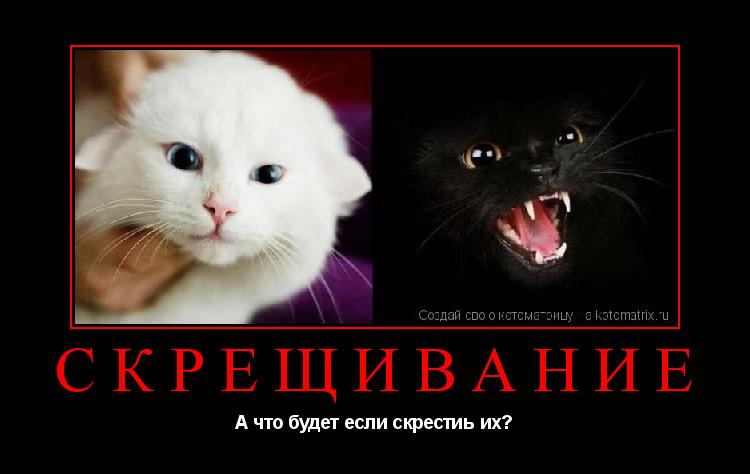 Скрещивание А что будет если скрестиь их?... Котоматрица: Скрещивание А что будет если скрестиь их?