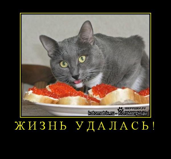 ЖИЗНЬ УДАЛАСЬ! ... Котоматрица: ЖИЗНЬ УДАЛАСЬ!