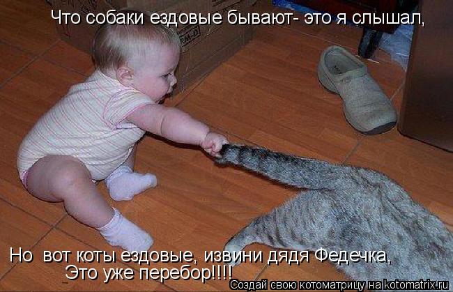 Что собаки ездовые бывают- это я слышал, Но вот коты ездовые, извини дядя Федечка, Это уже перебор!!... Котоматрица: Что собаки ездовые бывают- это я слышал, Но вот коты ездовые, извини дядя Федечка, Это уже перебор!!!!