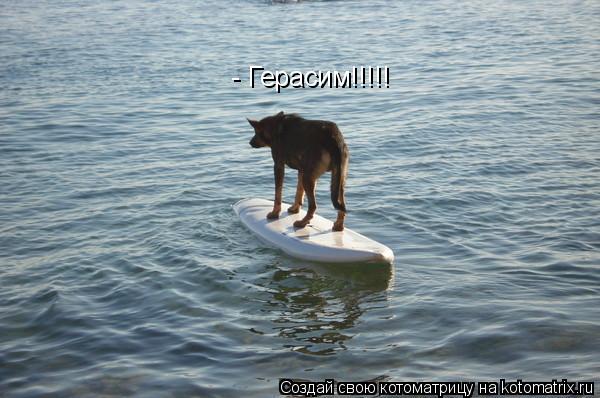 - Герасим!!!!!... Котоматрица: - Герасим!!!!!