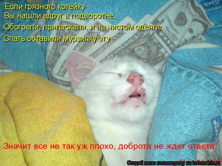 Если грязного котейку Вы нашли вдруг в подворотне, Обогрели, приласкали, и на чистом одеяле Спать ос... Котоматрица: Если грязного котейку Вы нашли вдруг в подворотне, Обогрели, приласкали, и на чистом одеяле Спать оставили мурзилку эту, - Значит все не так