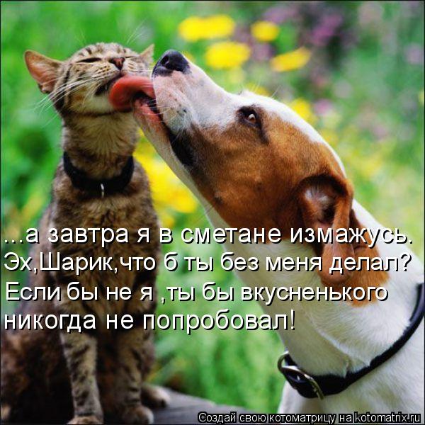 Если бы не я ,ты бы вкусненького Эх,Шарик,что б ты без меня делал? ...а завтра я в сметане измажусь. ... Котоматрица: Если бы не я ,ты бы вкусненького Эх,Шарик,что б ты без меня делал? ...а завтра я в сметане измажусь. никогда не попробовал!