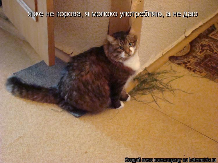 я же не корова, я молоко употребляю, а не даю... Котоматрица: я же не корова, я молоко употребляю, а не даю
