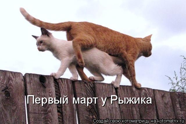 Первый март у Рыжика... Котоматрица: Первый март у Рыжика