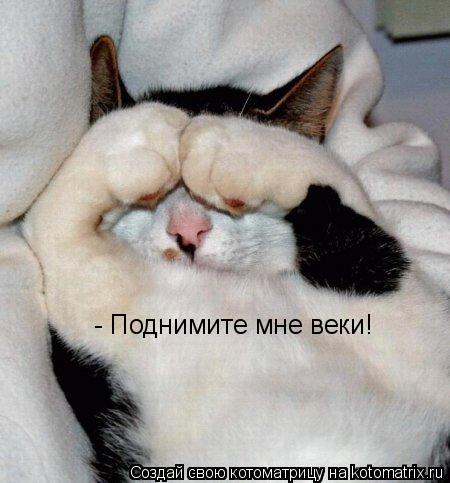 - Поднимите мне веки!... Котоматрица: - Поднимите мне веки!