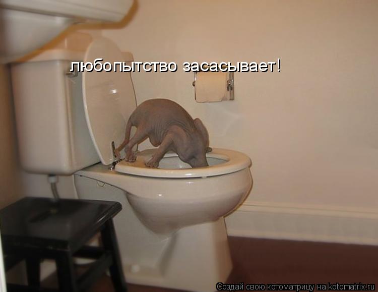 любопытство засасывает!... Котоматрица: любопытство засасывает!