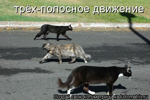 Котоматрица: трёх-полосное движение