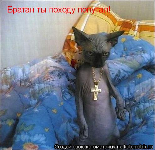 Братан ты походу попутал!... Котоматрица: Братан ты походу попутал!