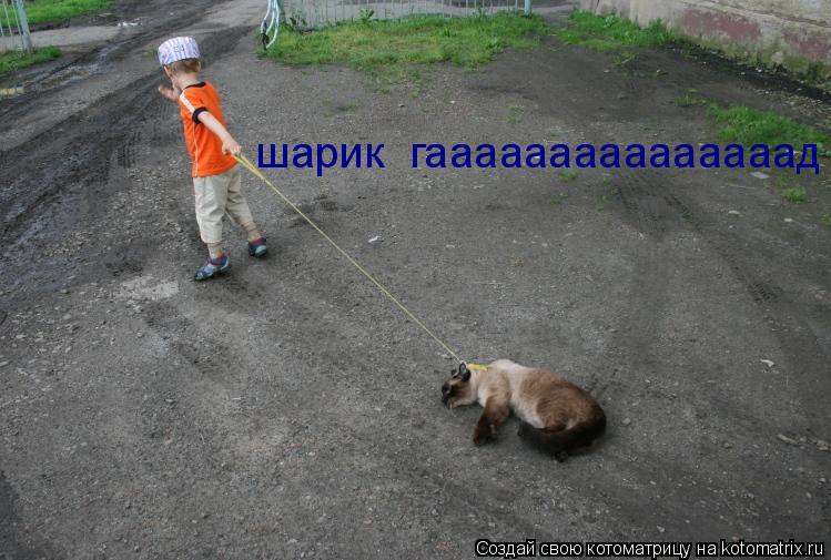 шарик гааааааааааааааад... Котоматрица: шарик гааааааааааааааад