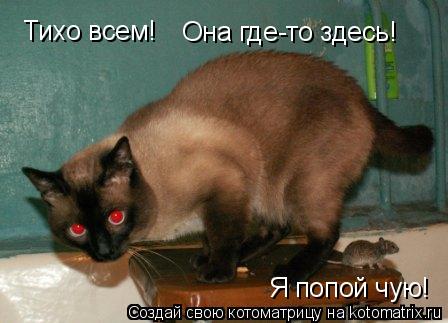 Тихо всем! Она где-то здесь! Я попой чую!... Котоматрица: Тихо всем! Она где-то здесь! Я попой чую!