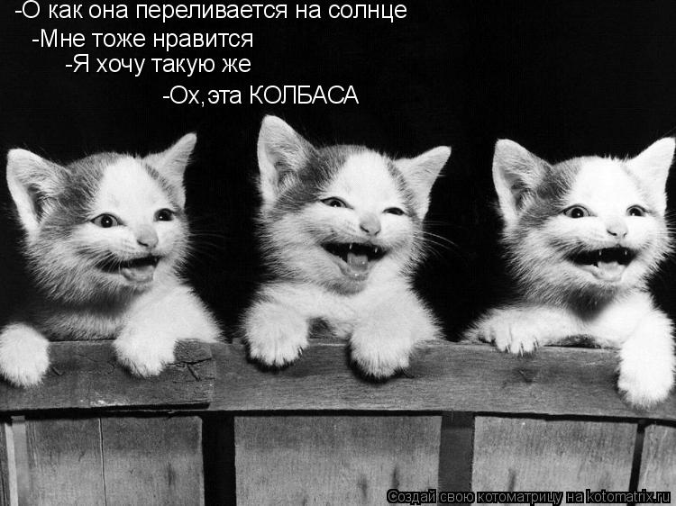 -О как она переливается на солнце -Мне тоже нравится -Я хочу такую же -Ох,эта КОЛБАСА... Котоматрица: -О как она переливается на солнце -Мне тоже нравится -Я хочу такую же -Ох,эта КОЛБАСА