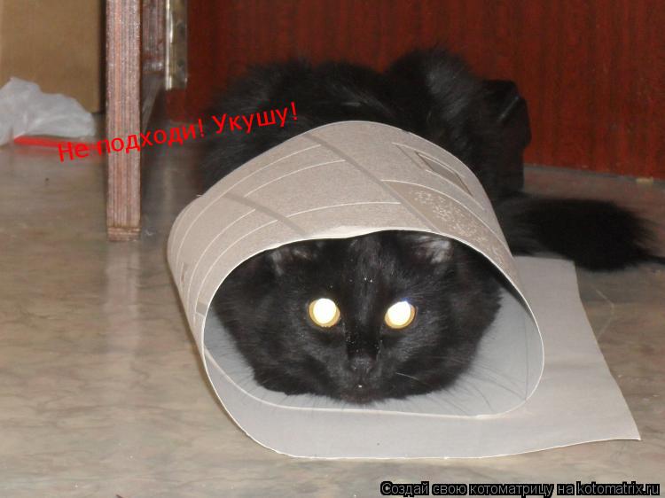 Не подходи! Укушу!... Котоматрица: Не подходи! Укушу!