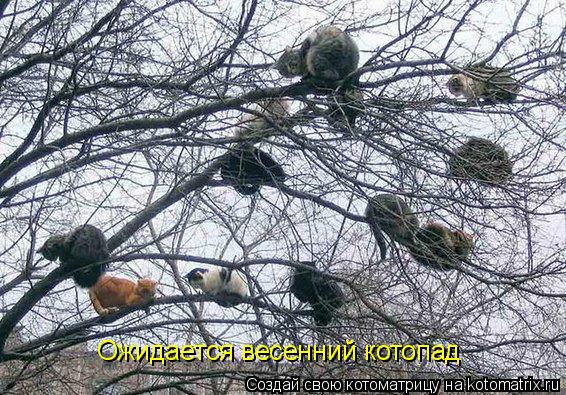 Ожидается весенний котопад... Котоматрица: Ожидается весенний котопад
