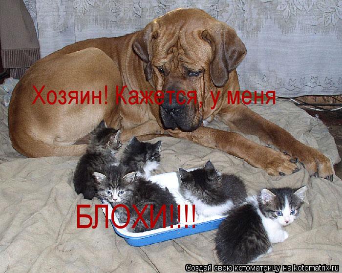 Хозяин! Кажется, у меня БЛОХИ!!!!... Котоматрица: Хозяин! Кажется, у меня БЛОХИ!!!!