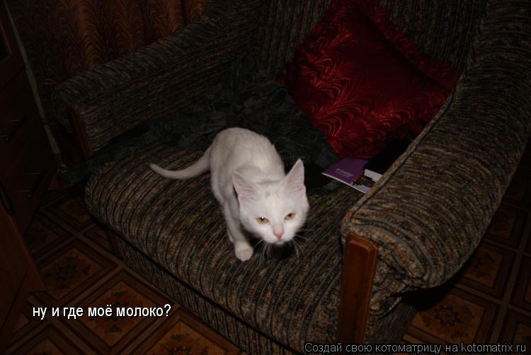 ну и где моё молоко?... Котоматрица: ну и где моё молоко?