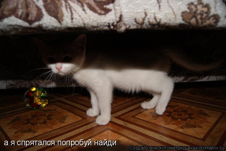 а я спрятался.попробуй найди... Котоматрица: а я спрятался.попробуй найди