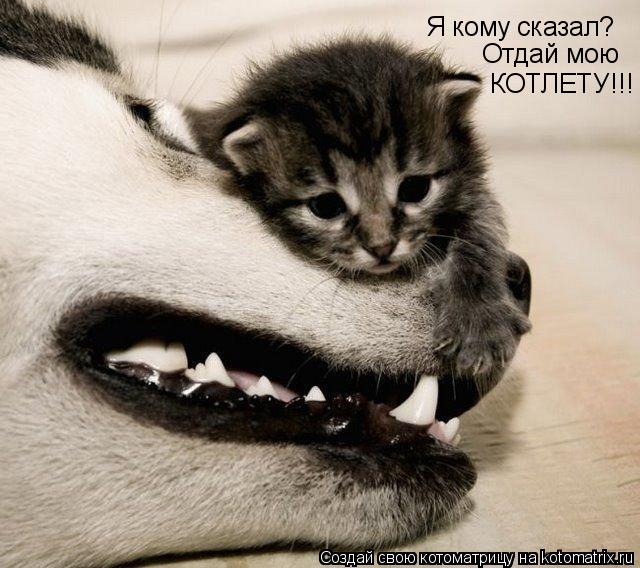 Я кому сказал? Отдай мою КОТЛЕТУ!!!... Котоматрица: Я кому сказал? Отдай мою КОТЛЕТУ!!!