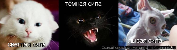 светлая сила тёмная сила лысая сила... Котоматрица: светлая сила тёмная сила лысая сила
