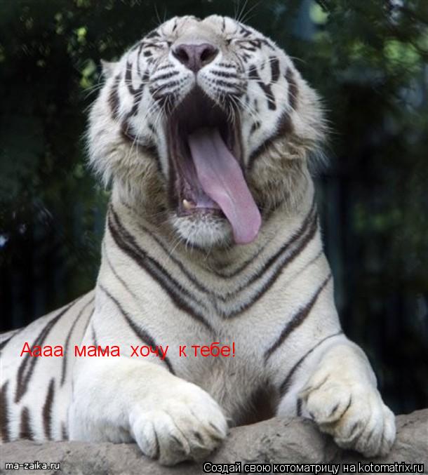 Аааа мама хочу к тебе!... Котоматрица: Аааа мама хочу к тебе!