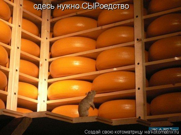 сдесь нужно СЫРоедство... Котоматрица: сдесь нужно СЫРоедство
