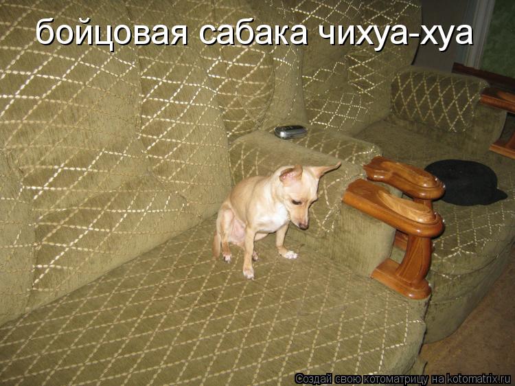 бойцовая сабака чихуа-хуа... Котоматрица: бойцовая сабака чихуа-хуа
