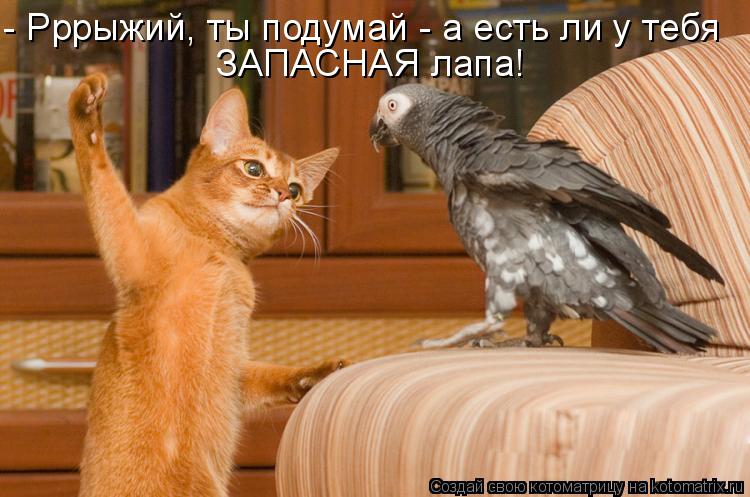 - Рррыжий, ты подумай - а есть ли у тебя ЗАПАСНАЯ лапа!... Котоматрица: - Рррыжий, ты подумай - а есть ли у тебя ЗАПАСНАЯ лапа!