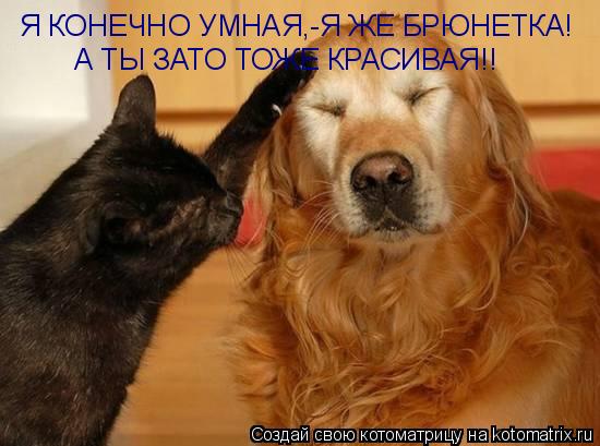 Я КОНЕЧНО УМНАЯ,-Я ЖЕ БРЮНЕТКА! А ТЫ ЗАТО ТОЖЕ КРАСИВАЯ!!... Котоматрица: Я КОНЕЧНО УМНАЯ,-Я ЖЕ БРЮНЕТКА! А ТЫ ЗАТО ТОЖЕ КРАСИВАЯ!!