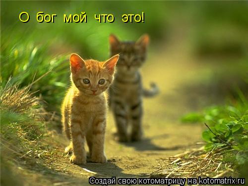 О бог мой что это!... Котоматрица: О бог мой что это!