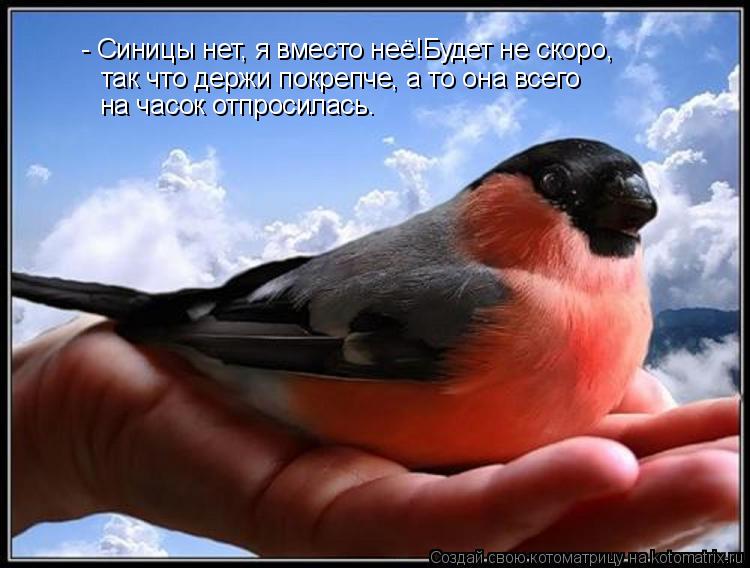 - Синицы нет, я вместо неё!Будет не скоро, так что держи покрепче, а то она всего на часок отпросила... Котоматрица: - Синицы нет, я вместо неё!Будет не скоро, так что держи покрепче, а то она всего на часок отпросилась.