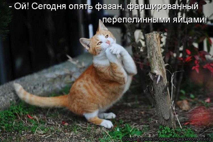 - Ой! Сегодня опять фазан, фаршированный перепелинными яйцами!... Котоматрица: - Ой! Сегодня опять фазан, фаршированный перепелинными яйцами!