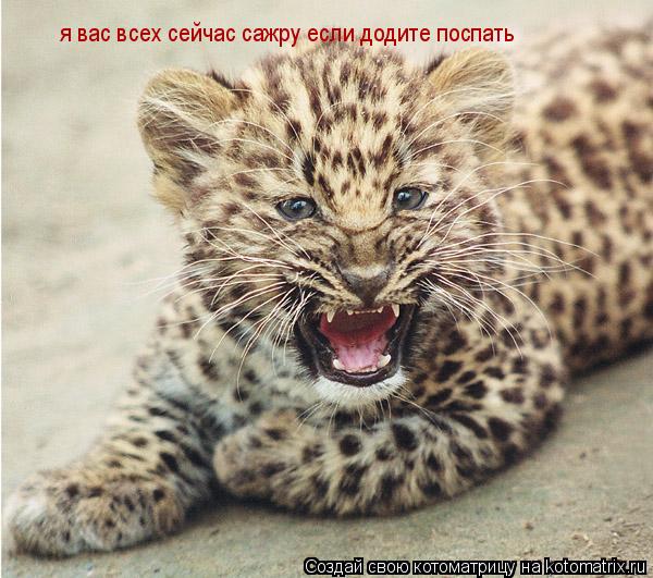 я вас всех сейчас сажру если додите поспать... Котоматрица: я вас всех сейчас сажру если додите поспать