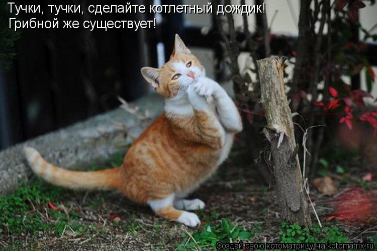 Тучки, тучки, сделайте котлетный дождик! Грибной же существует!... Котоматрица: Тучки, тучки, сделайте котлетный дождик! Грибной же существует!