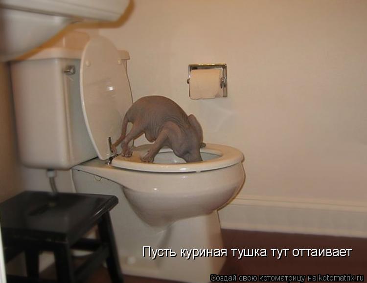 Пусть куриная тушка тут оттаивает... Котоматрица: Пусть куриная тушка тут оттаивает