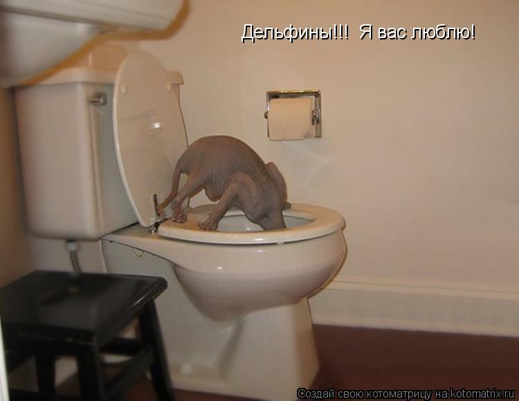 Дельфины!!! Я вас люблю!... Котоматрица: Дельфины!!! Я вас люблю!