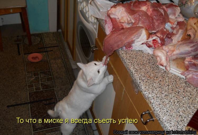 То что в миске я всегда съесть успею... Котоматрица: То что в миске я всегда съесть успею