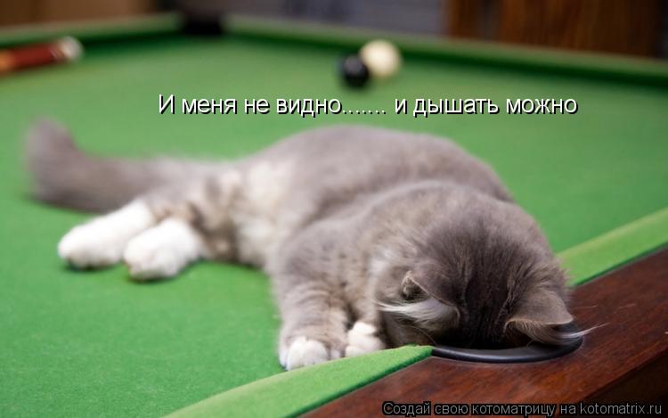 И меня не видно....... и дышать можно... Котоматрица: И меня не видно....... и дышать можно